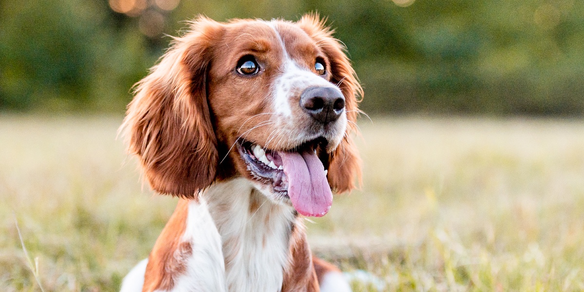 Kvinde raser: ‘Min søster stjal min hund og farvede dens pels, for at dække over sine løgne’