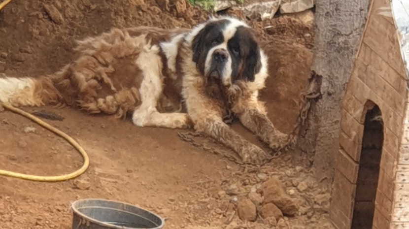 Hund lænket til træ i 8 år: Kender ikke til frihed