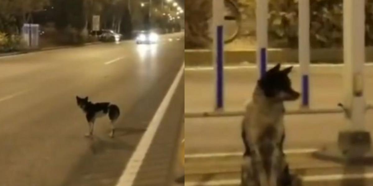 Hund venter trofast ved motorvej i 80 dage: Årsagen er hjerteskærende