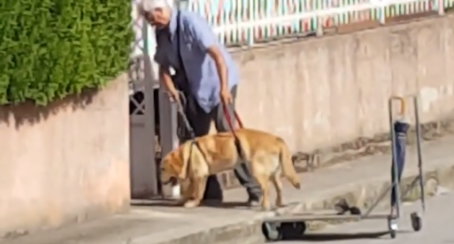 Mand ved ikke han bliver filmet, da han lufter sin hund – videoen får dine øjne til at løbe i vand