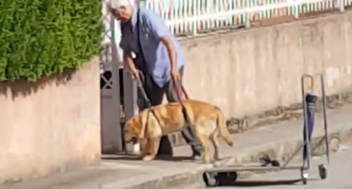 Mand ved ikke han bliver filmet, da han lufter sin hund – videoen får dine øjne til at løbe i vand