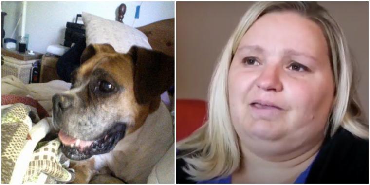 Familie lod dyrlæge aflive 10 år gammel hund: Mor fik et chok seks måneder senere