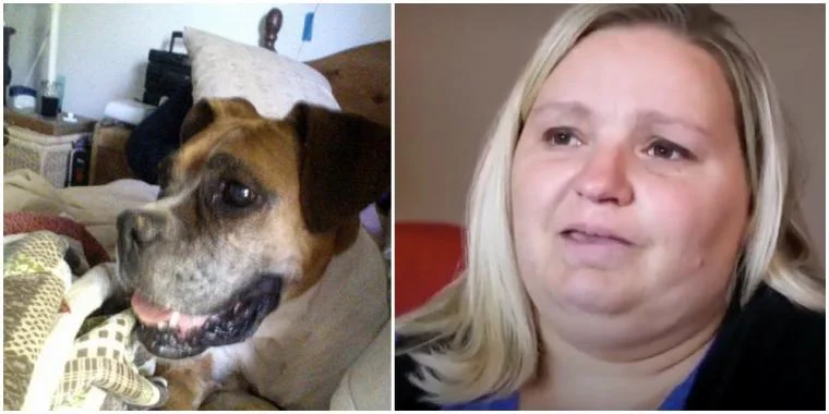 Familie lod dyrlæge aflive 10 år gammel hund: Mor fik et chok seks måneder senere