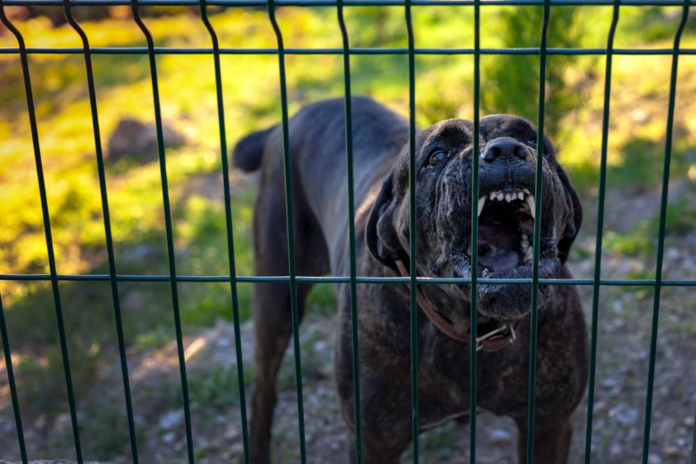 Forsvundet mand fundet: Hans hunde havde spiste ham