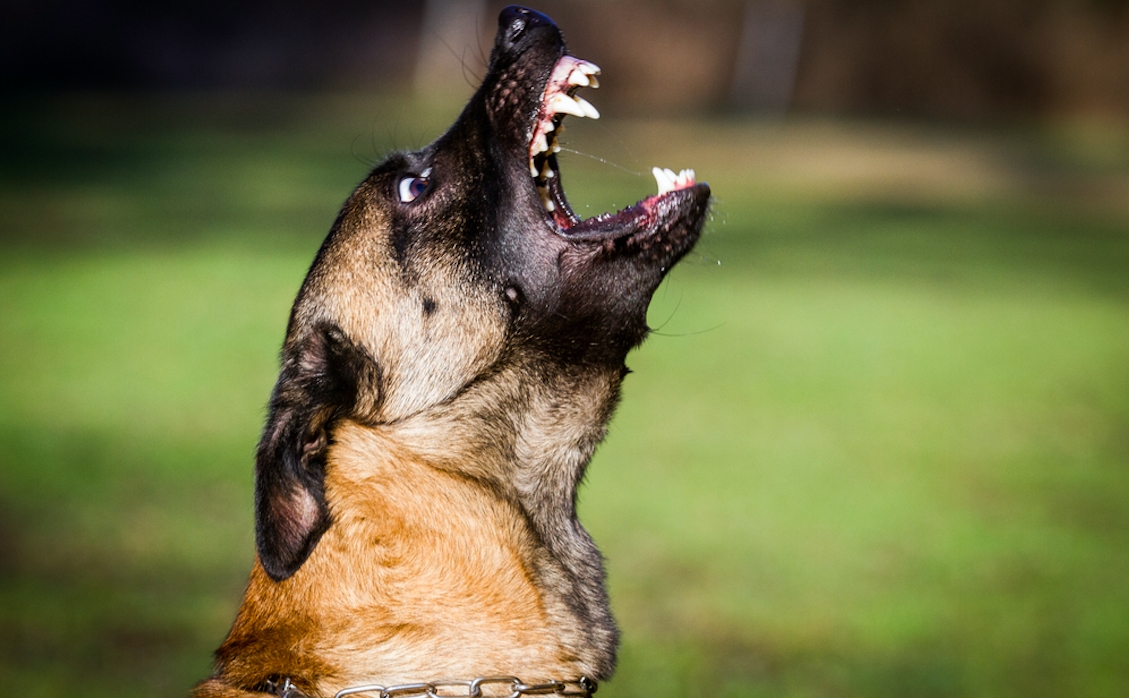 4-årig dreng fundet livløs i baghaven: Dræbt af familiens hund