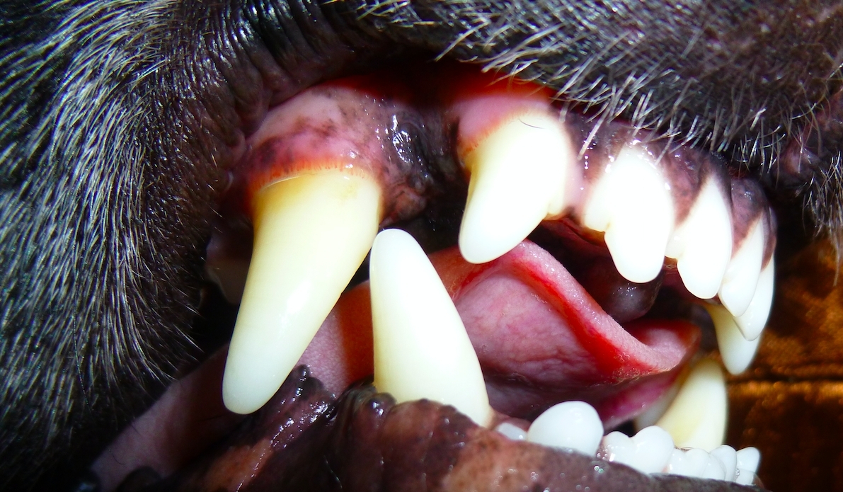 Drama foran Rema 1000: Spædbarn bidt af hund