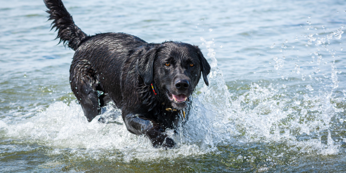 Slapp Hund Slår alarm: Kan slå din hund ihjel
