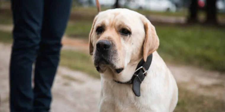 Par ser hjemløs mand i telt under luftetur med hunden: Da de kommer hjem, skriver de et brev