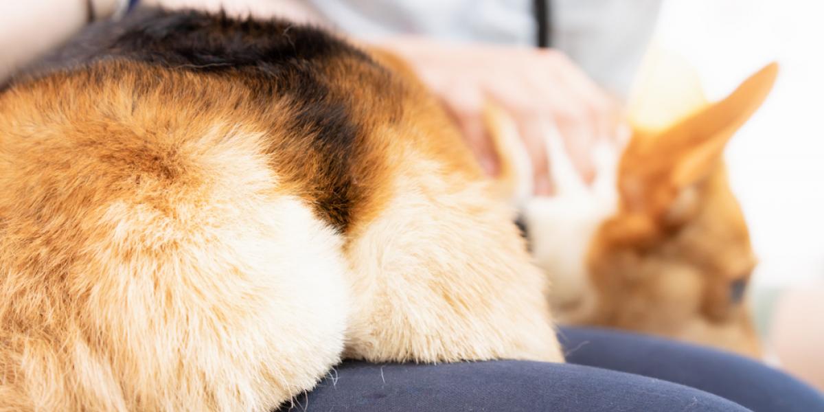 Gravid kvinde var bekymret over hunds stinkende prutter: Da sandheden kom frem blev hun rasende