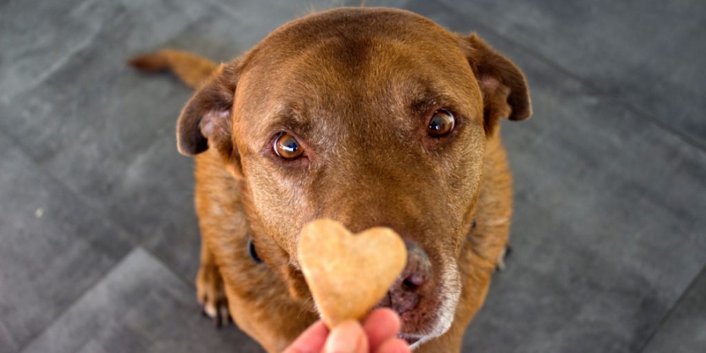 Kan være farligt: Her er 5 almindelige fødevarer som din hund aldrig må spise
