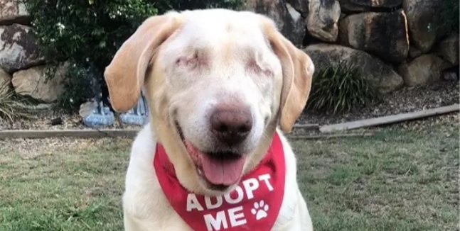 Blind, overvægtig og alene: Skøn labrador leder efter et hjem