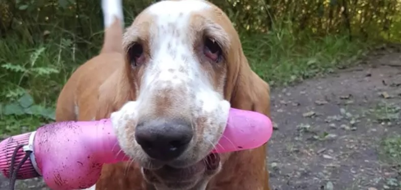 Saras hund fandt kæmpedildo under gåtur – Ville ikke give slip