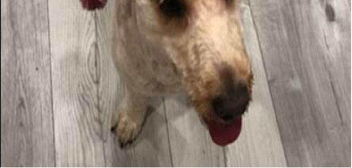 Ejer henter sin hund fra hundefrisør: Ejeren bliver rasende da hun ser hvad de har gjort