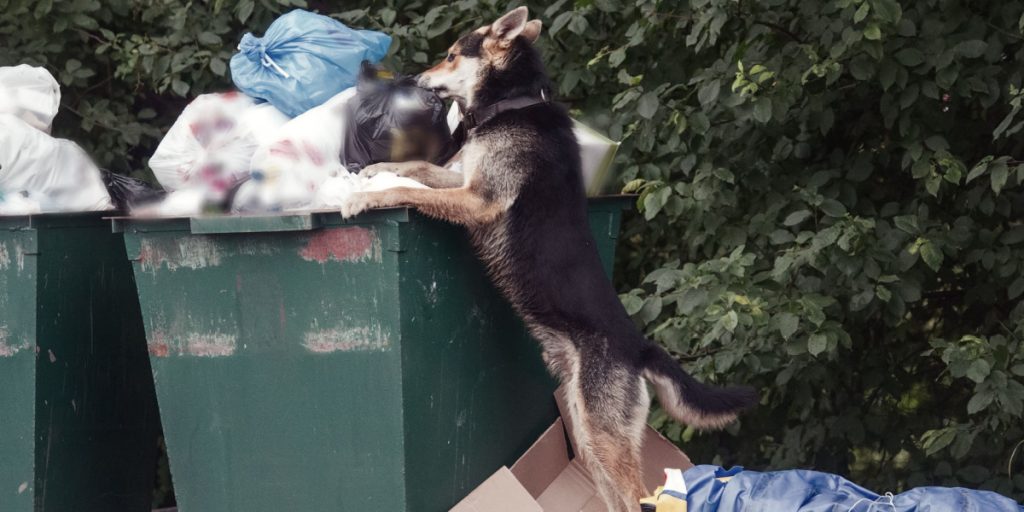 Hund finder en plastikpose i skraldet og tager den med hjem: Ejeren får et chok, da hun kigger ned i