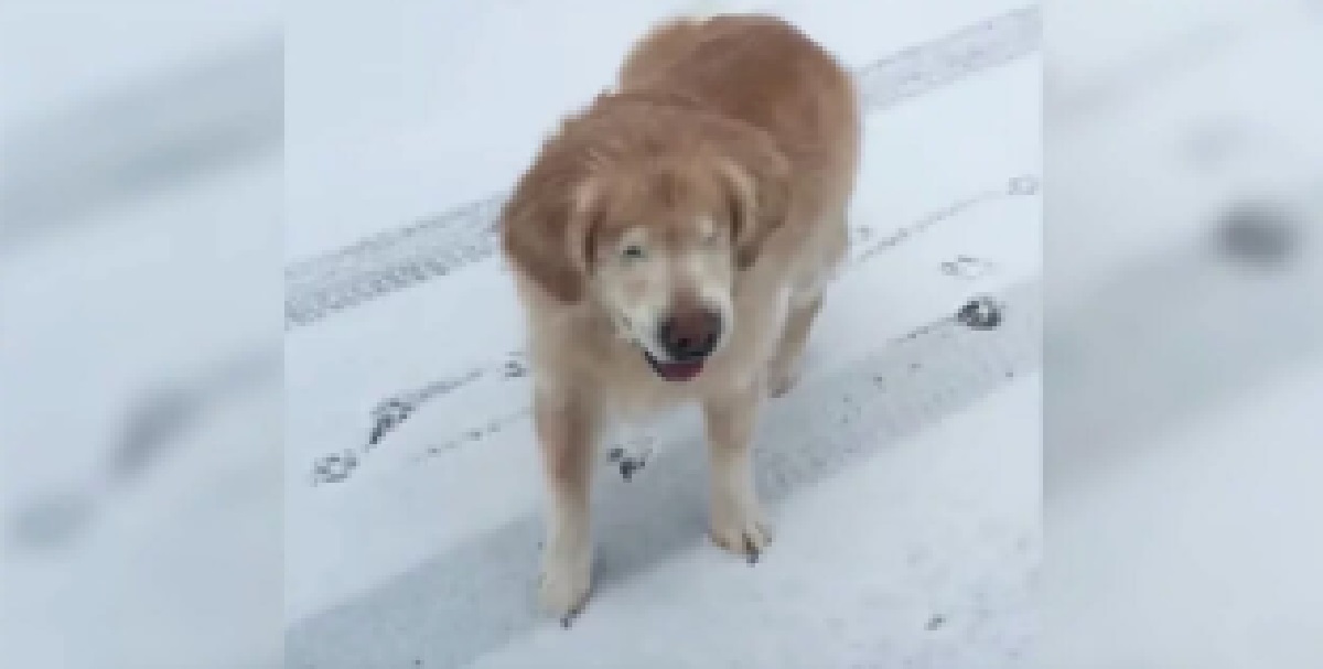 Blind hund leger i sneen for første gang: Men vent nu til du ser den utrolige reaktion