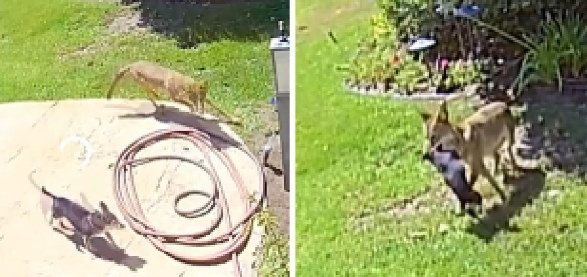 Prærieulv er ved at stikke afsted med familiens hund: Kort efter sker det utænkelige
