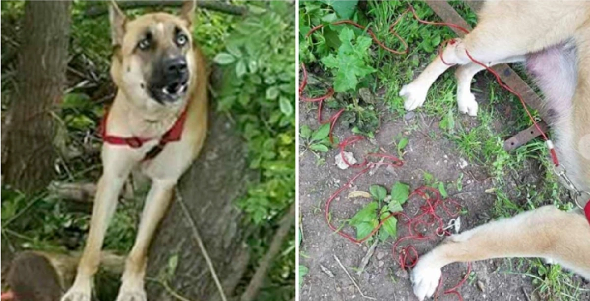Hund lænket blandt affald i skoven: 3 dage senere sker det overraskende