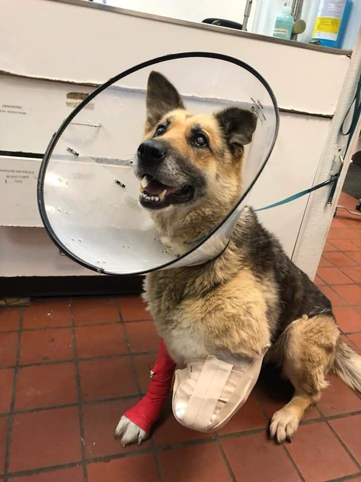 Udsultet hund gnaver sit ben af for at komme fri fra sine lænker