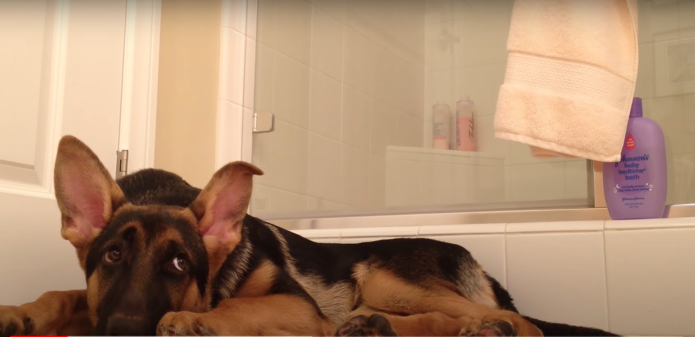 Manden går i bad: Aktivitet under bruseren gør hunden vild