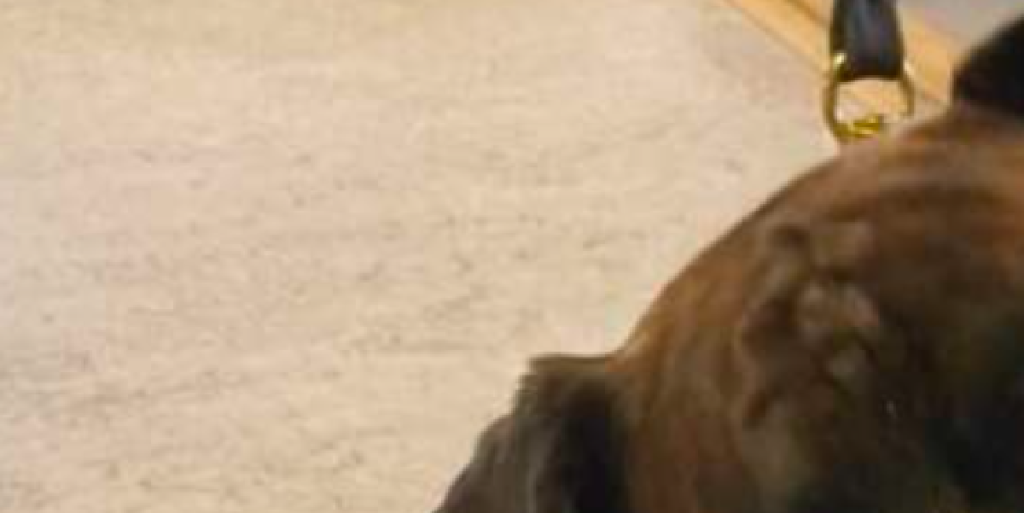 Bedårende – og alene: Politiet efterlyser ejer af hund