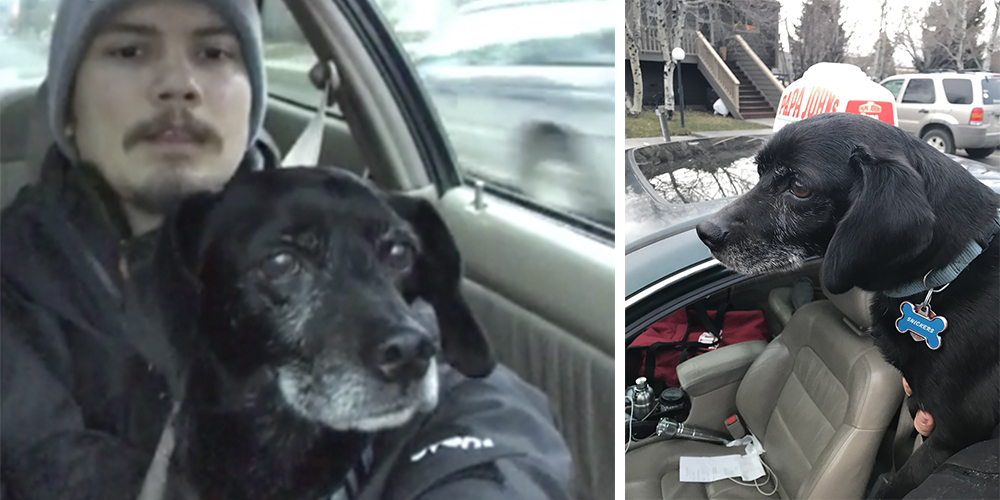 Pizzabud kommer for sent med levering: Stoppede og reddede hund på sin vej