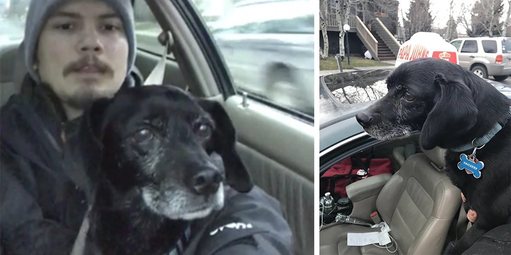 Pizzabud kommer for sent med levering: Stoppede og reddede hund på sin vej