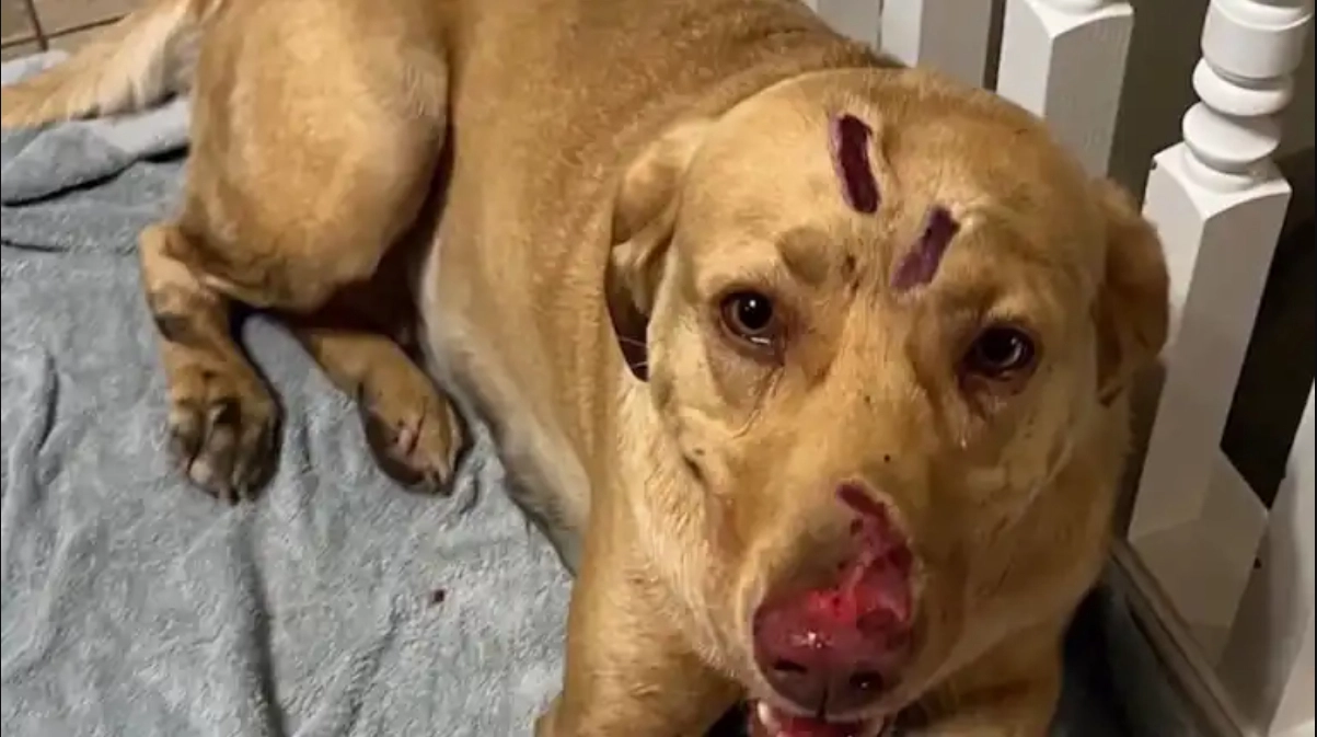 Farligt dyr skal til at angribe børn: Så redder en hund børnene
