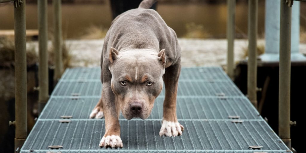 To angreb af muskelhunde på ét døgn – det ene involverede 3-årig pige