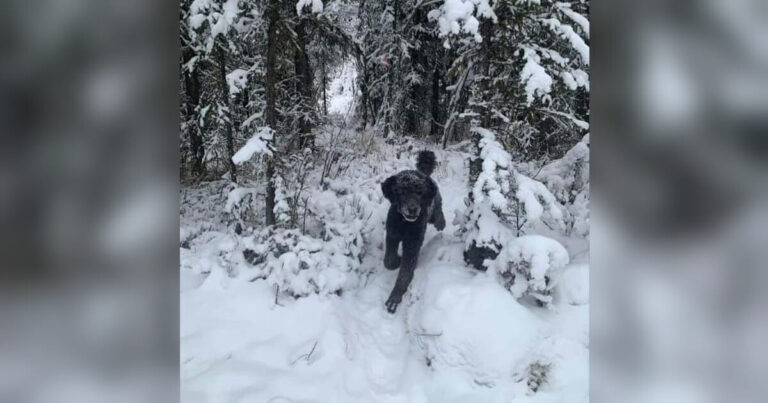 Ser du en mand eller en hund på dette billede? Folk er chokeret over sandheden