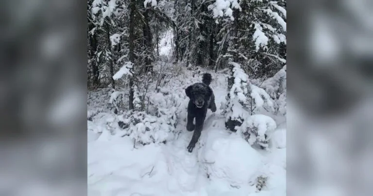 Ser du en mand eller en hund på dette billede? Folk er chokeret over sandheden