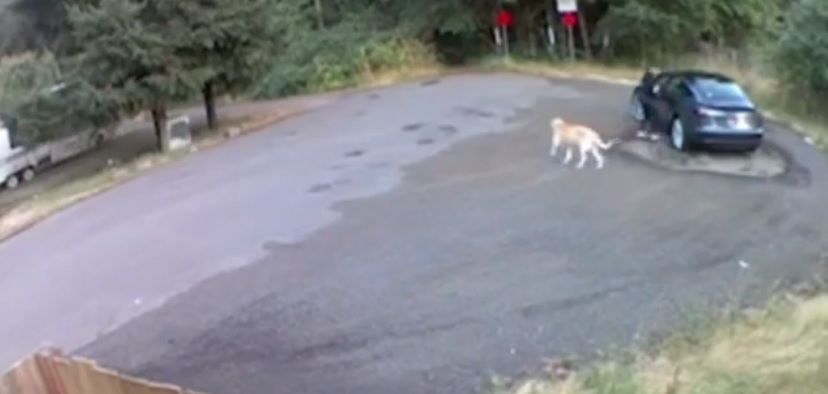 Hjerteskærende video: Her bliver golden retriever forladt af sin ejer