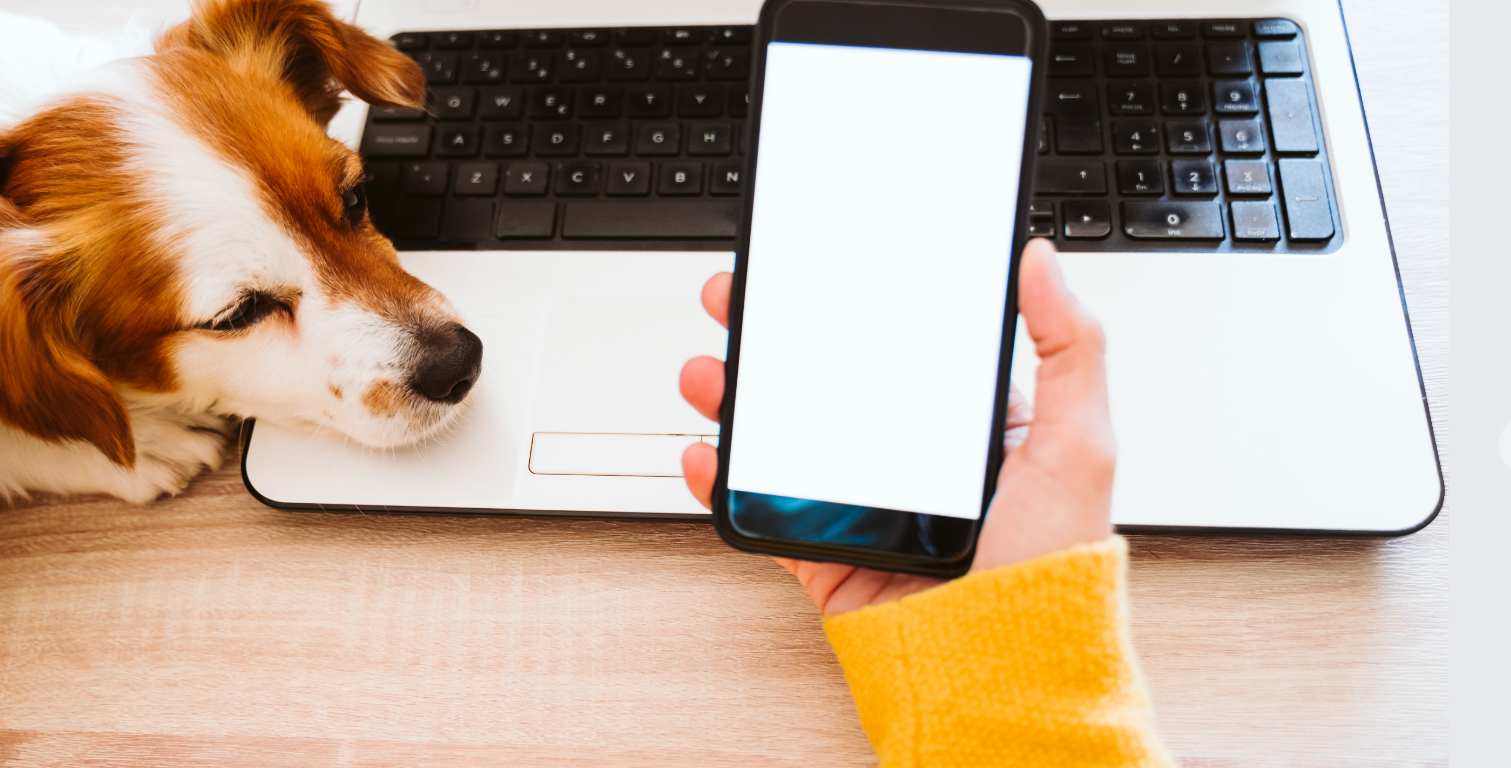 Sendte en truende Messenger-besked til sin ekskærestes hund: Så fik hun fængselsdom