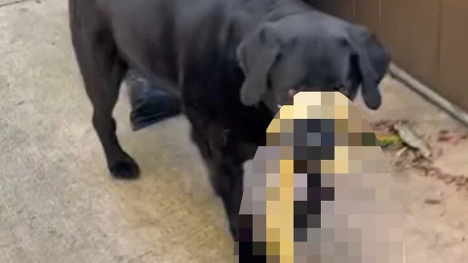 Hund vendte hjem med stor overraskelse: Ejeren ringede straks efter hjælp