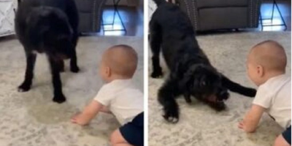 Spædbarnet og hunden ‘leger’ i familiens stue: Hvad der så sker, har fået internettet til at skraldgrine