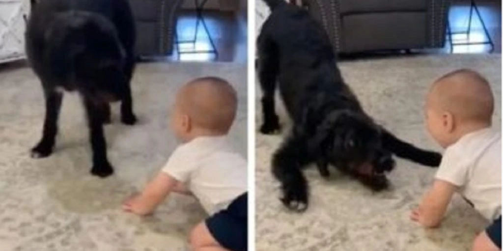 Spædbarnet og hunden ‘leger’ i familiens stue: Hvad der så sker, har fået internettet til at skraldgrine