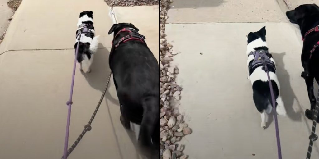 Årsagen til, at to hunde efterlader ekstra plads på fortovet, har knust hjerter verden over