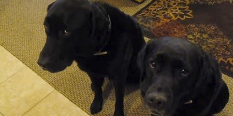 En af hundene stjal en kage: Når mor spørger hvem gerningsmanden er, får hun svar