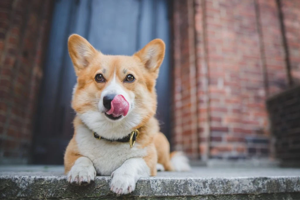 Sådan kan du se om din hund har fået høfeber