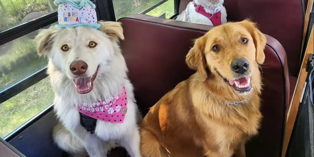 Helt speciel bus: Den samler nabolagets hunde op og kører dem i parken
