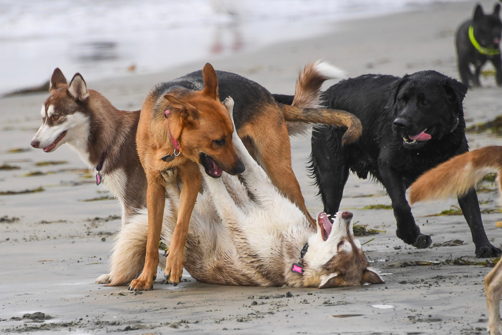 Hunde