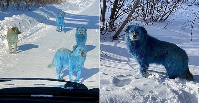 Vilde hunde farvet lyseblå af forurening nær fabrik