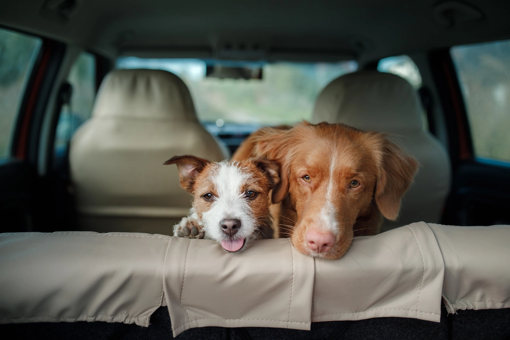 Politiet efterlyser ejer til 2 hunde: Har 4 dage ellers frigives de
