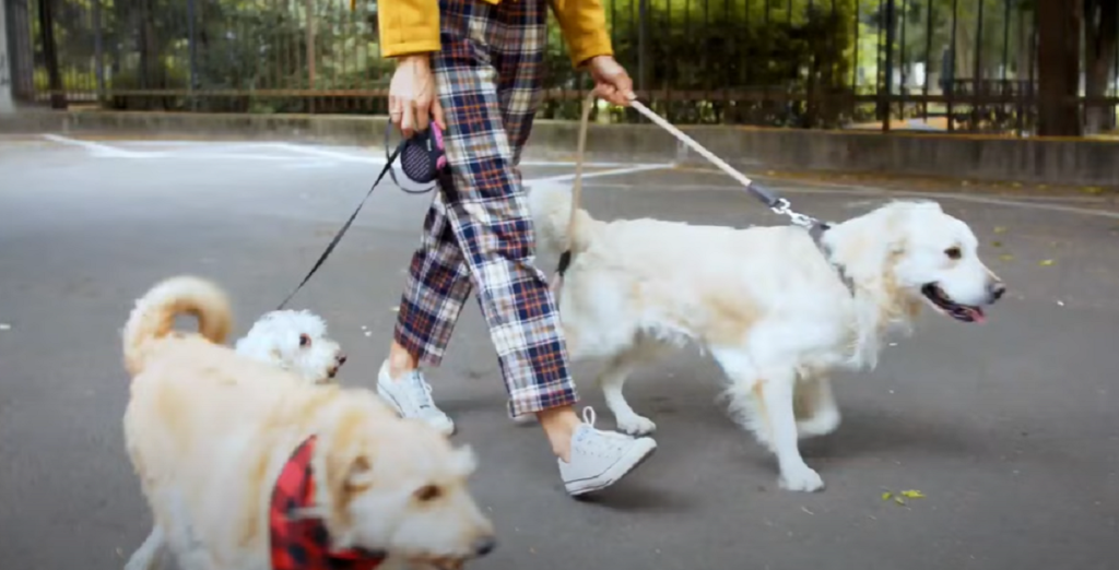 Hunden er kendt som menneskets bedste ven – men særlig statistik afslører en anden sandhed