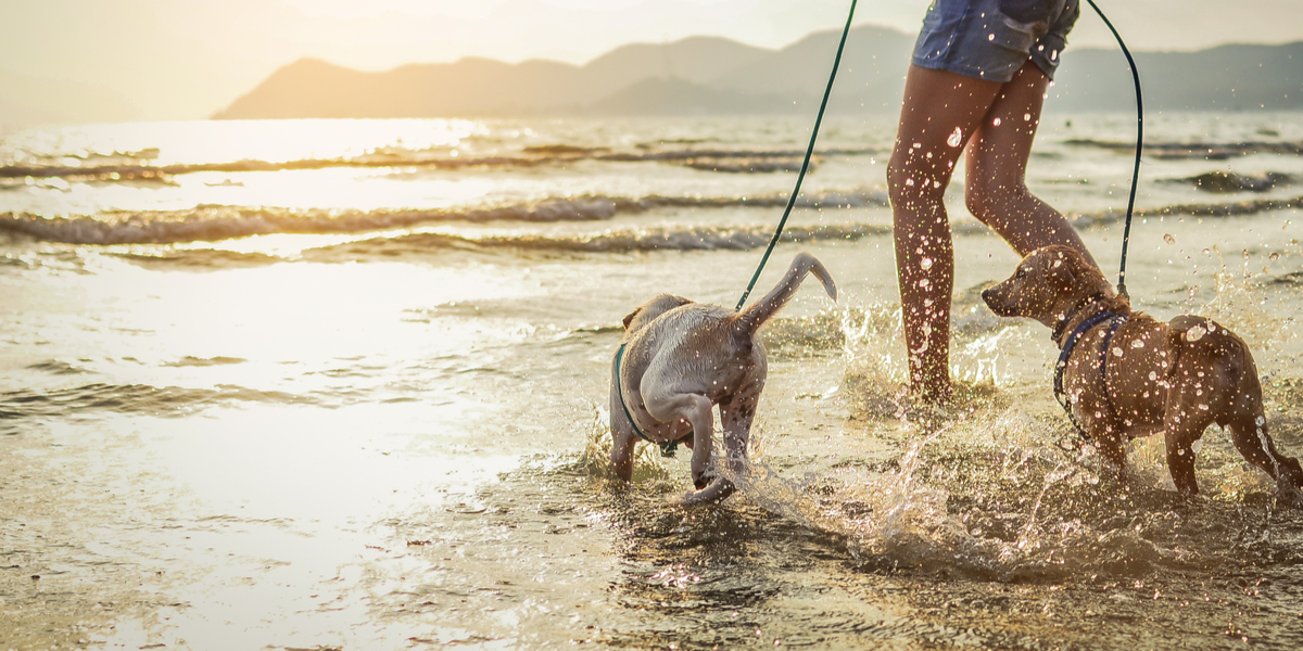 Dyrlæge advarer hundejere om hurtigt spredende sygdom: Tag ikke hunden med på stranden