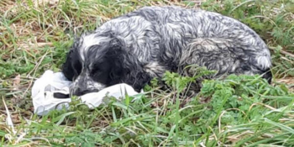 Hunden sad i vejkanten og vogtede over plastikpose: Paul fik et chok, da han åbnede den