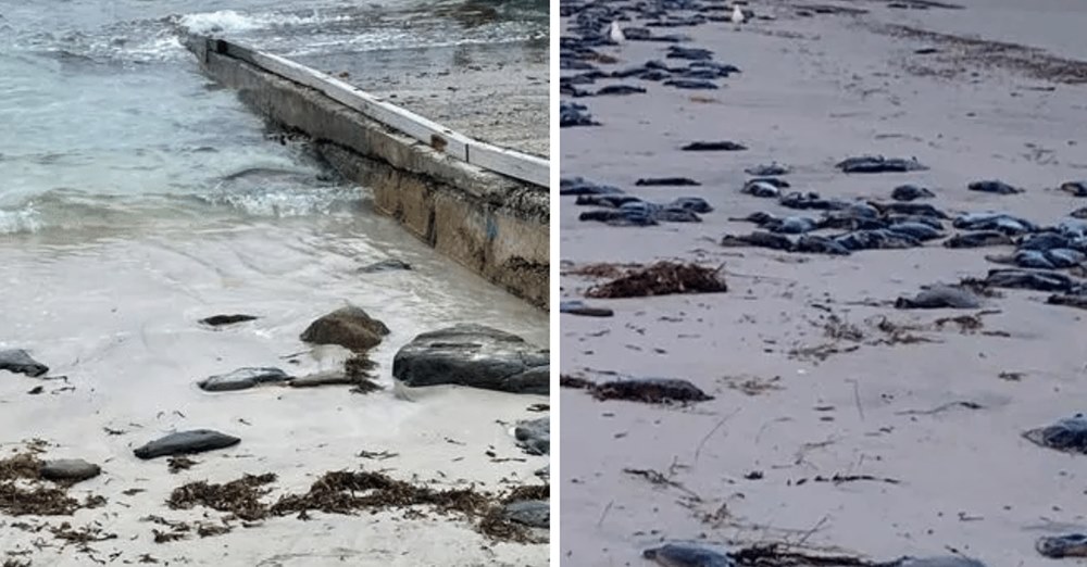 Ulækkert syn på stranden: Nu advares hundeejere