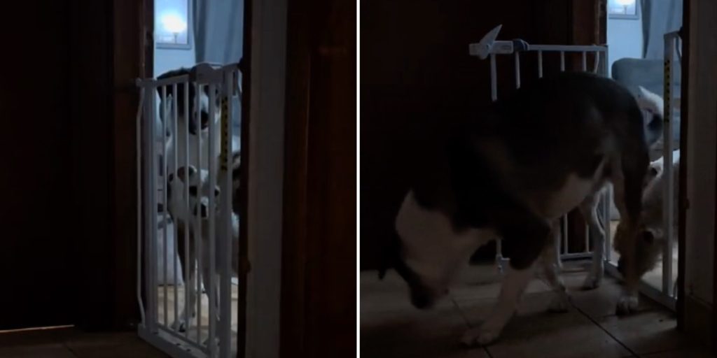 Hendes hunde blev ved med at ‘bryde ud’: Bliver chokeret, da hun ser, hvordan de flygter
