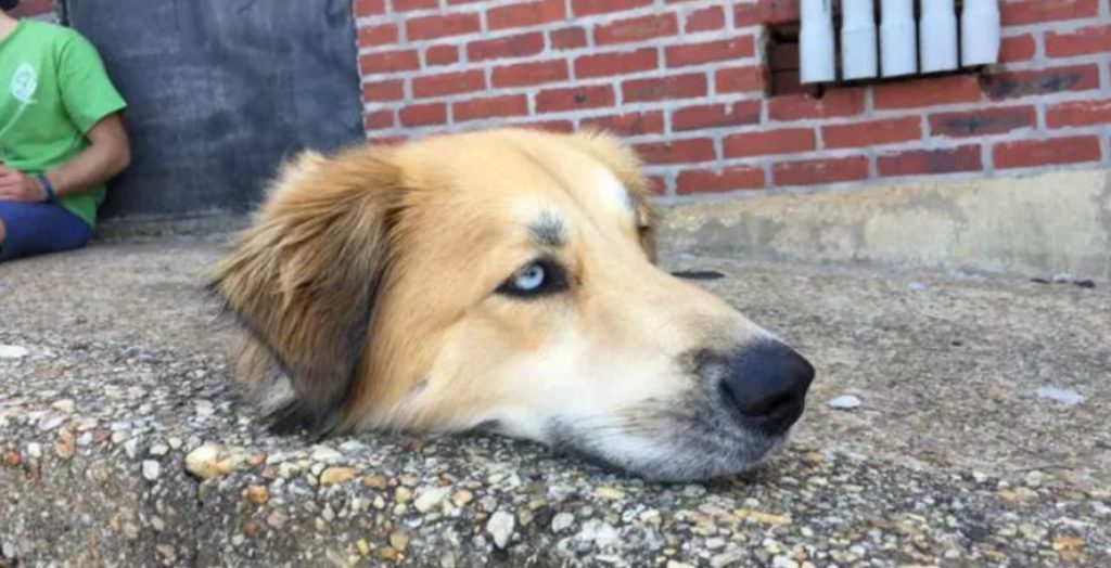 ‘Svævende’ hundehoved sætter internettet i kog: Hvad sker der lige her?