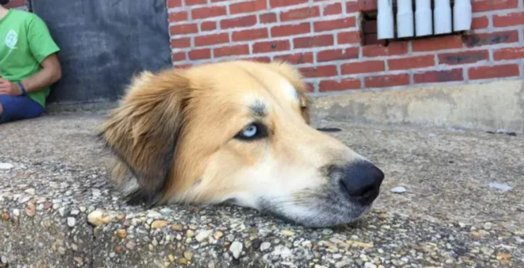 ‘Svævende’ hundehoved sætter internettet i kog: Hvad sker der lige her?