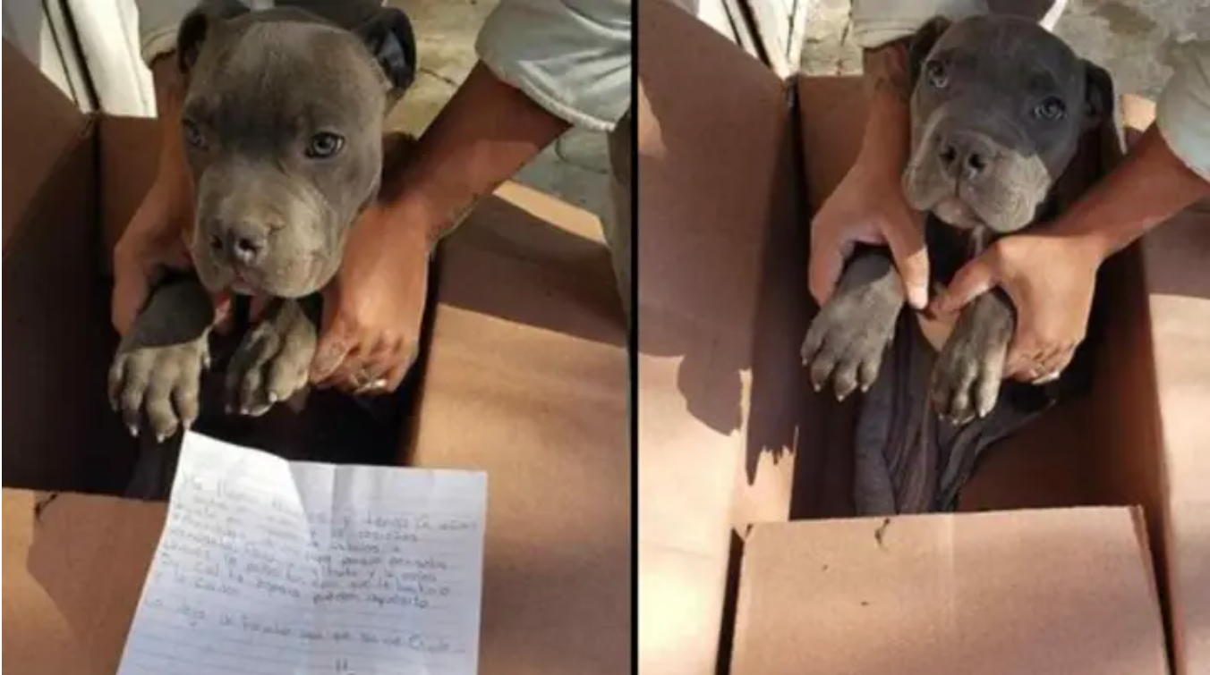 Dreng efterlader hundehvalp: Årsagen er chokerende